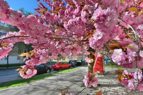 Virágba borult fák - csodásan virágzik a díszcseresznye is a Mészöly Géza utcában
